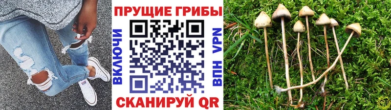 Купить  Котельнич  Галлюциногенные грибы мухоморы 